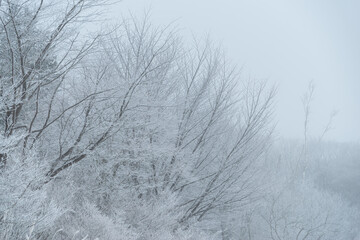 雪に覆われた森