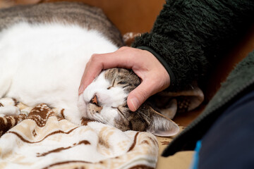 猫と一緒　キジトラ白