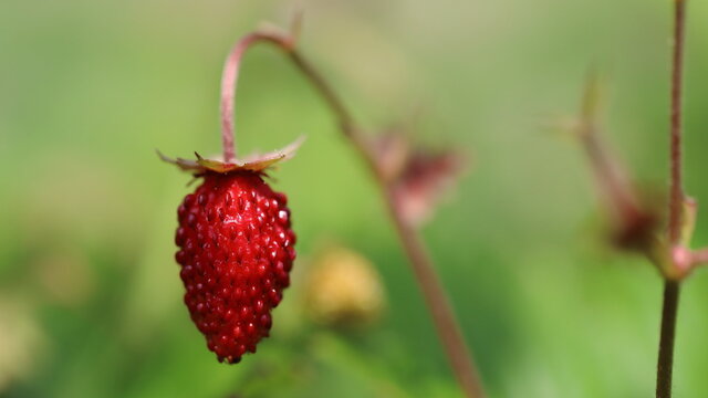 野いちご 画像 参照 7 553 Stock 写真 ベクターおよびビデオ Adobe Stock