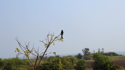 The Black Drongo Is seated on a branch of a tree. blur background