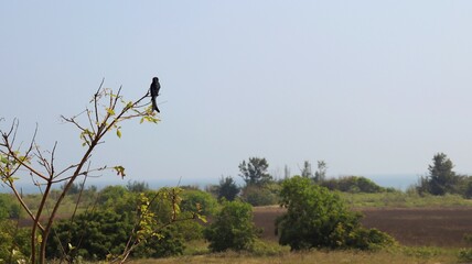 The Black Drongo Is seated on a branch of a tree. blur background