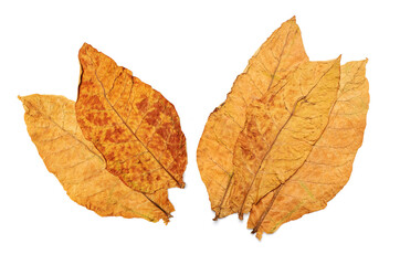 Naklejka na ściany i meble dry leaf tobacco closeup on the white background