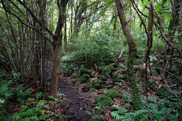 mossy rooks and trees in the deep forest