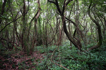 a dense primeval forest in summer