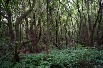 Obraz premium a dense primeval forest in summer