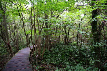 Obraz premium a dense green forest with a pathway