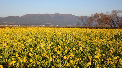 Obraz premium 花畑