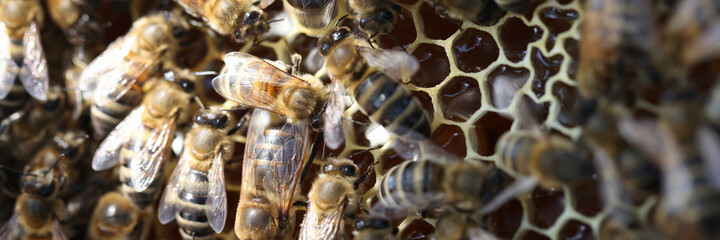 Honey bees in beehive on combs closeup