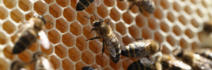 Bee on honeycomb with honey pieces of nectar in cages closeup - obrazy, fototapety, plakaty