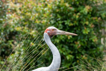 brolga