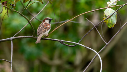 female house sparrow