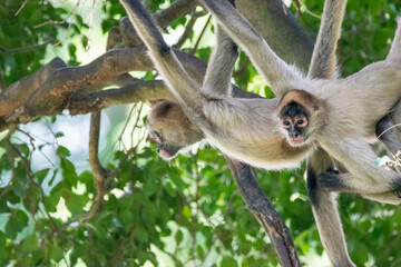 spider monkey