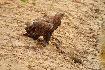 A hunting bald eagle walks with great strides over the sand. Sharp nails in the claws. Detailed, yellow beak brown feathers