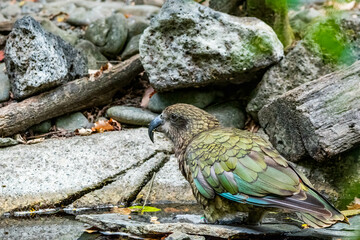 kea bird