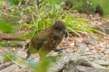 kea bird