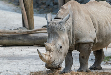 Obraz premium rhino in zoo