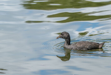 juvenile australia coot