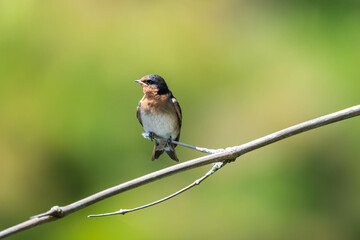 welcome swallow