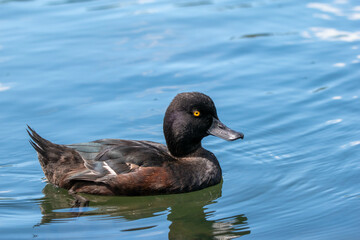 new zealand scaup