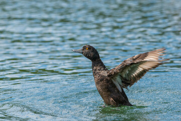 new zealand scaup