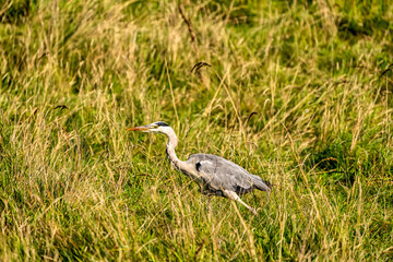 Fototapeta premium A detailed gray heron walks in the green grass. Animal themes, background, copy-space