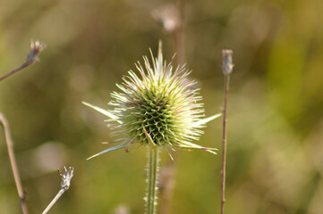 Green wild teasel seed closeup view with blurred background