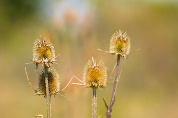 Green wild teasel seeds closeup view with warm green blurred background