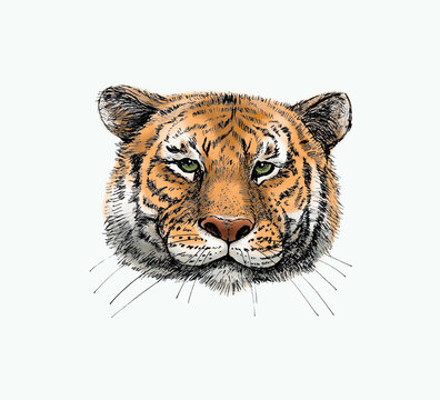Color portrait of a tiger