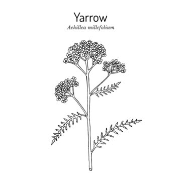 Achillea millefolium or Yarrow, medicinal plant