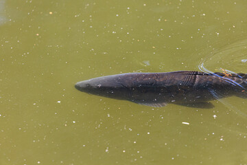 Fish swimming in a lake in park