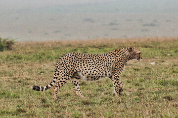 Gepard in der Savanne im Nationalpark Tsavo Ost und Tsavo West