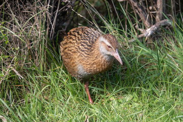 Weka (Gallirallus australis), Endemic Native New Zealand Rail Bird on Kapiti Island