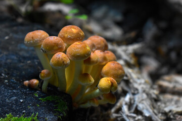 Fungi on a rotten wood