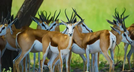 Fotobehang antilope in het gras © Ankit
