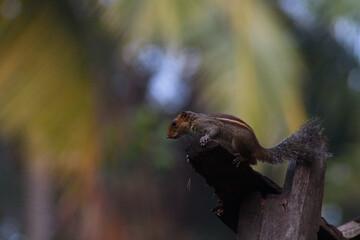 looks of a beautiful indian squirrel