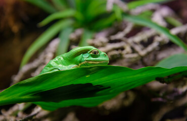 Green toad on top of a leaf, the most poisonous frog in the world