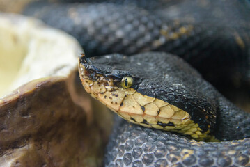 Head of a gray poisonous snake