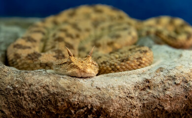 Close-up of Desert Horned Snake