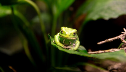 Close-up of green frog, the most poisonous frog in the world