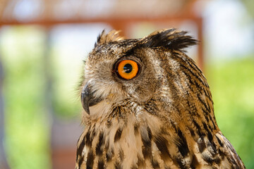 Close-up of the head of an owl