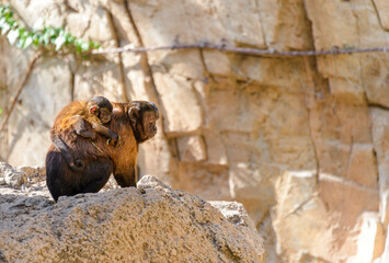 Monkey carrying his baby