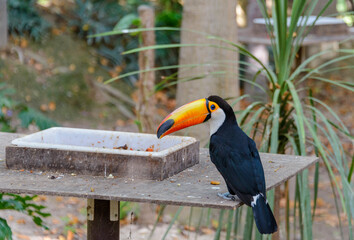 Beautiful orange billed