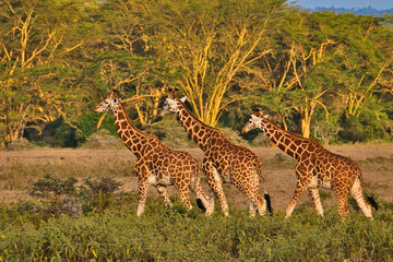 Giraffen im Nationalpark Tsavo Ost, Tsavo West und Amboseli in Kenia