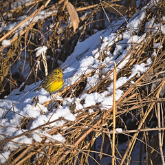 Yellowhammer (Emberiza citrinella) in winter scenery.