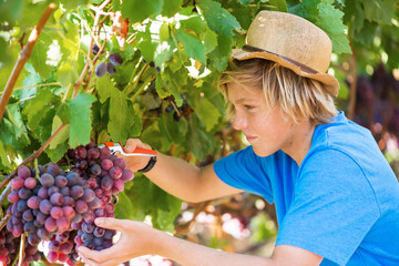 Young worker picking grapes in vineyard