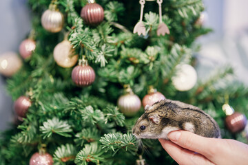 A gray Dzungarian hamster sits under a Christmas tree. Dwarf hamster.