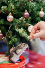 A gray Dzungarian hamster sits under a Christmas tree. Dwarf hamster.
