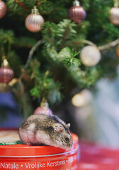 A gray Dzungarian hamster sits under a Christmas tree. Dwarf hamster.