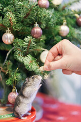 A gray Dzungarian hamster sits under a Christmas tree. Dwarf hamster.