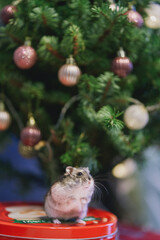 A gray Dzungarian hamster sits under a Christmas tree. Dwarf hamster.